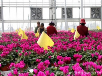扬州高邮：每天发货30万株，花工厂绽放乡村振兴致富花