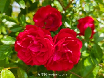 月季红木香爆花机器，花艳丽花量大花期长