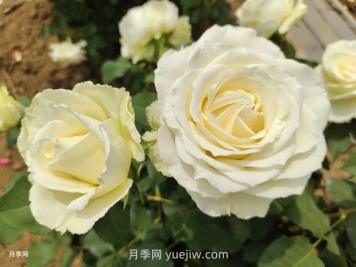 十一朵白玫瑰的花语和寓意