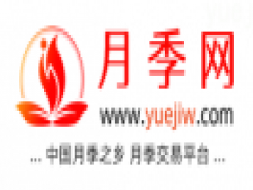 中国上海龙凤419，月季品种介绍和养护知识分享专业网站